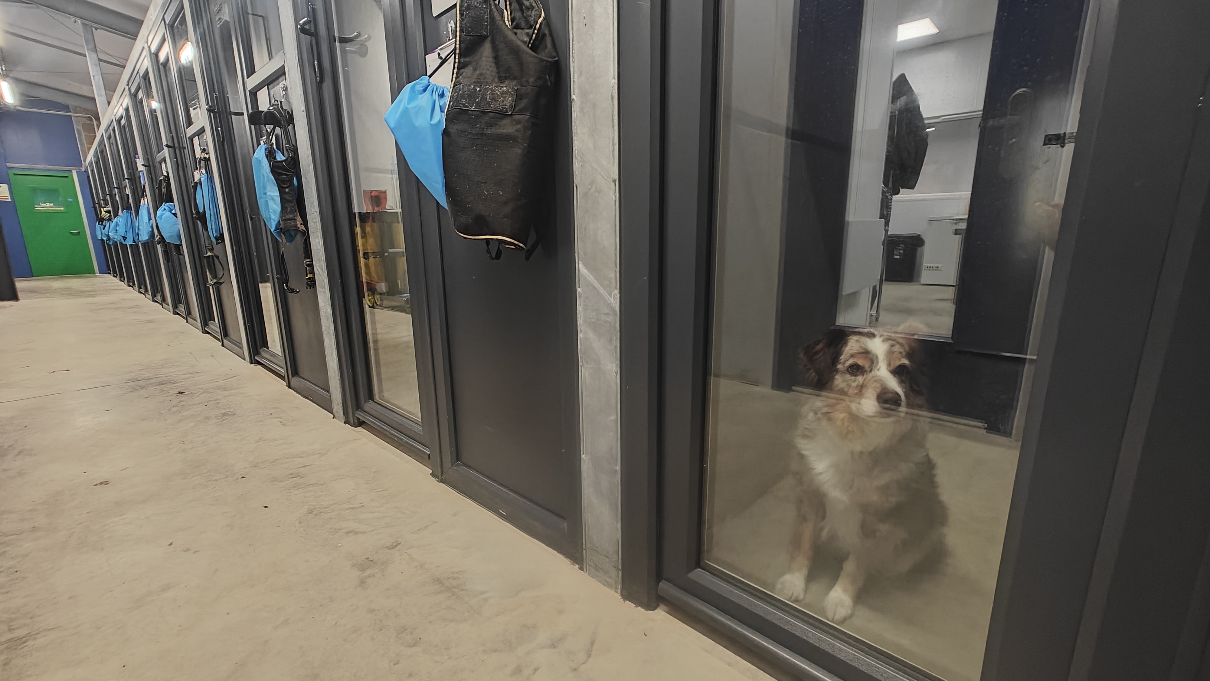 Gay Dog Boarding Kennels