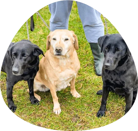Kennels