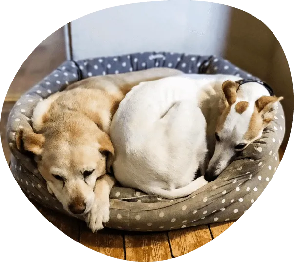 knowledgeable pet care